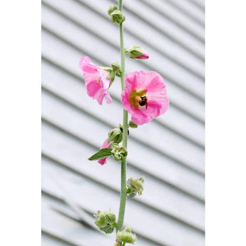 Hollyhock - Antwerp - Flowers