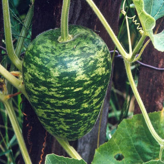 Apple Gourd (Heirloom 110 Days) - Vegetables