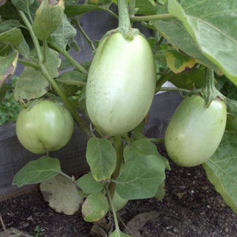 Apple Green Eggplant (70 Days) - Vegetables