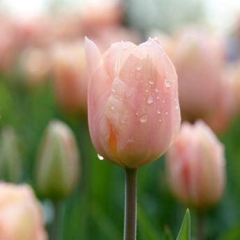 Apricot Beauty Tulip