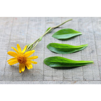 Arnica - Herbs