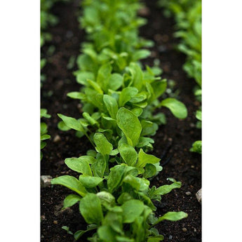 Arugula (38 Days) - Vegetables