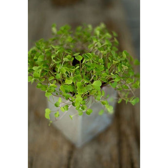 Arugula Microgreens (1oz) - Vegetables