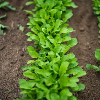 Astro Arugula (Organic 32 Days) - Vegetables