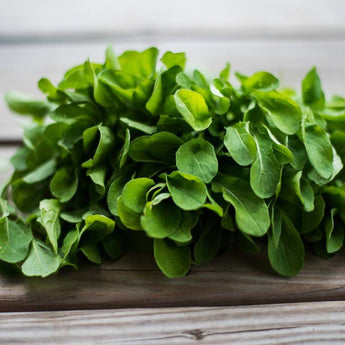 Astro Arugula (Organic 32 Days) - Vegetables