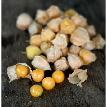 Aunt Molly’s Ground Cherry (Organic Heirloom 70 Days) - Vegetables