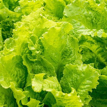 Australian Yellow Leaf Lettuce (50 Days) - Vegetables