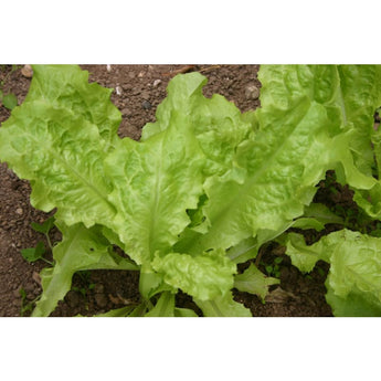 AUSTRALIAN YELLOW LEAF LETTUCE (50 Days) - Vegetables