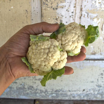 Baby Cauliflower (F1 Hybrid 40 Days)