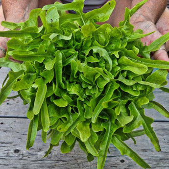 Baby Oakleaf Lettuce (45-50 Days) - Vegetables