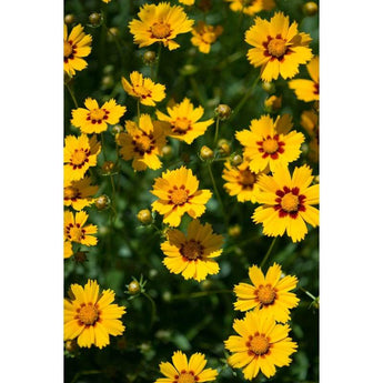 Coreopsis - Baby Sun - Flowers