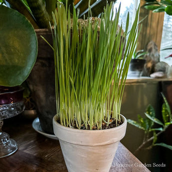 Barley Cat Grass