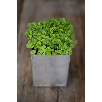 Basil Microgreens (1oz) - Herbs