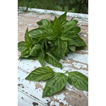 Basilico Mostruoso Basil - Herbs