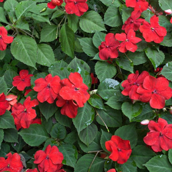 Beacon Bright Red Impatiens