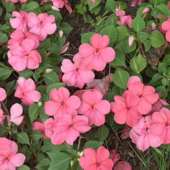 Beacon Coral Impatiens