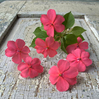 Beacon Coral Impatiens