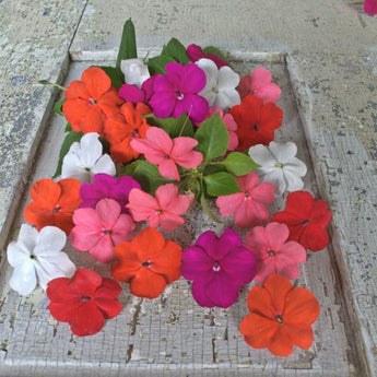 Beacon Mix Impatiens