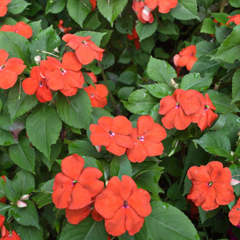 Beacon Orange Impatiens