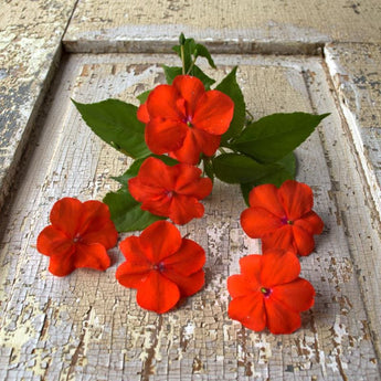 Beacon Orange Impatiens