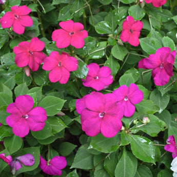 Beacon Violet Impatiens