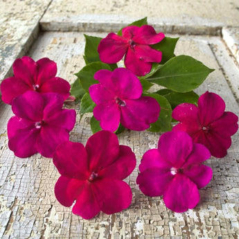 Beacon Violet Impatiens