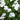 Beacon White Impatiens