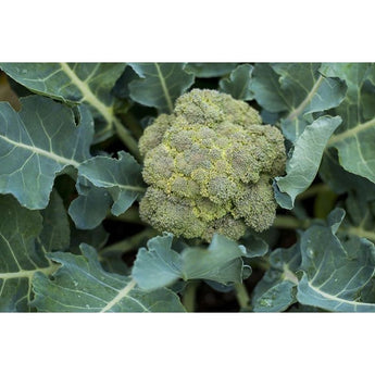 Belstar Broccoli (Organic F1 Hybrid 60 Days) - Vegetables