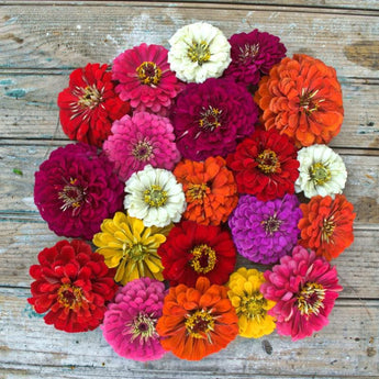 Benary’s Giant Mix Zinnia - Flowers