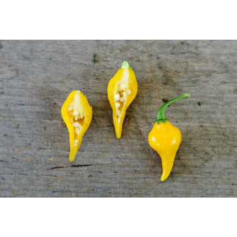 Biquinho Yellow Pepper (55 Days) - Vegetables