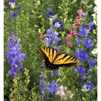 Bird and Butterfly Garden Mix - Flowers