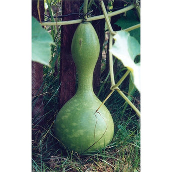 BIRD HOUSE GOURD (95-110 days) - Vegetables