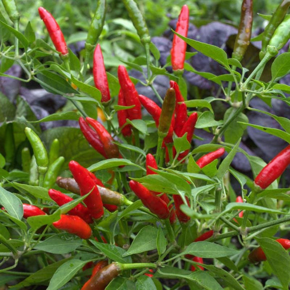 Birds Eye Chili Pepper (85 Days) – Pinetree Garden Seeds