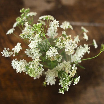 Bishop’s Flower - Flowers