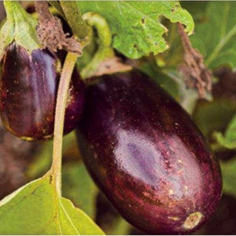 Black Beauty Eggplant (Heirloom 83 Days) - Vegetables