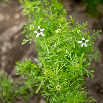 Black Cumin - Herbs