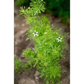 Black Cumin - Herbs