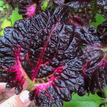 Black Dragon Coleus - Flowers