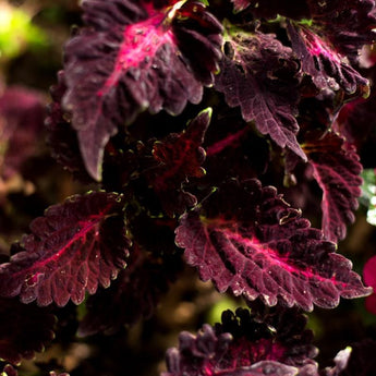 Black Dragon Coleus - Flowers