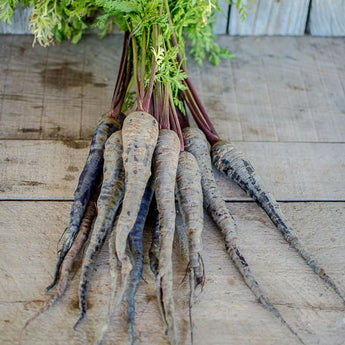 Black Nebula Carrot (70 Days) - Vegetables