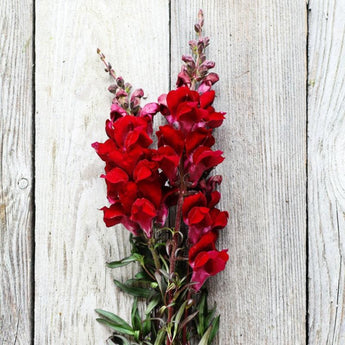 Black Prince Snapdragon - Flowers