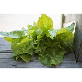 Black Seeded Simpson Lettuce (Heirloom 46 Days) - Vegetables