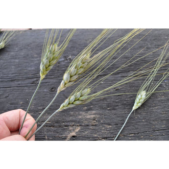 Black Tip Wheat - Flowers