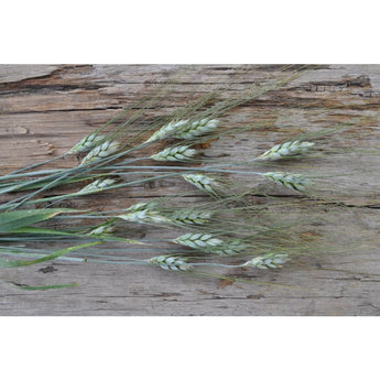 Black Tip Wheat - Flowers