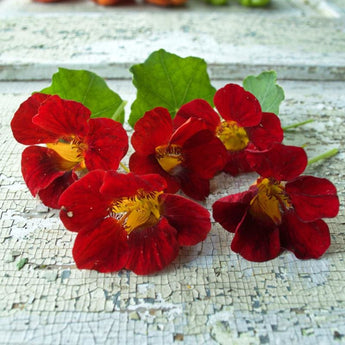 Black Velvet Nasturtium - Flowers