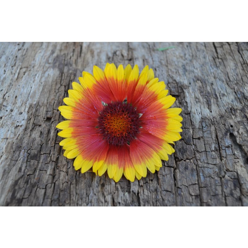 180 Indian Blanket Flower Illustrations RoyaltyFree Vector Graphics   Clip Art  iStock  Indian paintbrush