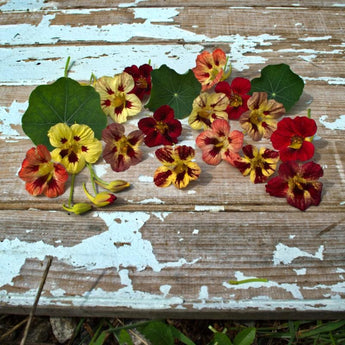 Bloody Mary Nasturtium