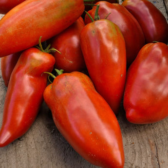 Blue Beech Tomato (Organic 85 Days) - Vegetables