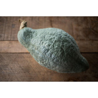 Blue Hubbard Squash (102 Days) - Vegetables