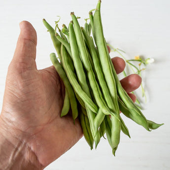 Blue Lake FM1K Pole Bean (60-65 days) - Vegetables